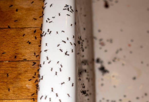 Best Ant Control Services  in Venice, FL